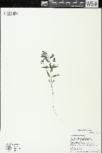 Melampyrum lineare image