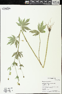 Ranunculus pensylvanicus image