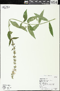 Stachys hispida image