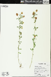 Trifolium aureum image
