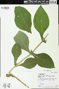 Triosteum perfoliatum image