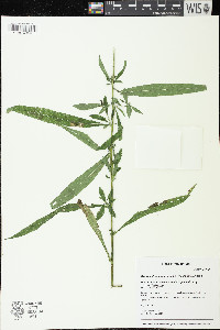 Symphyotrichum ontarionis image