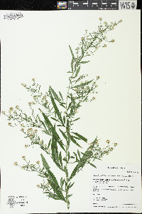 Symphyotrichum ontarionis image