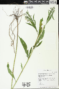 Symphyotrichum ontarionis image