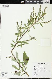 Salix × rubens image