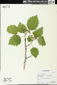 Crataegus chrysocarpa image