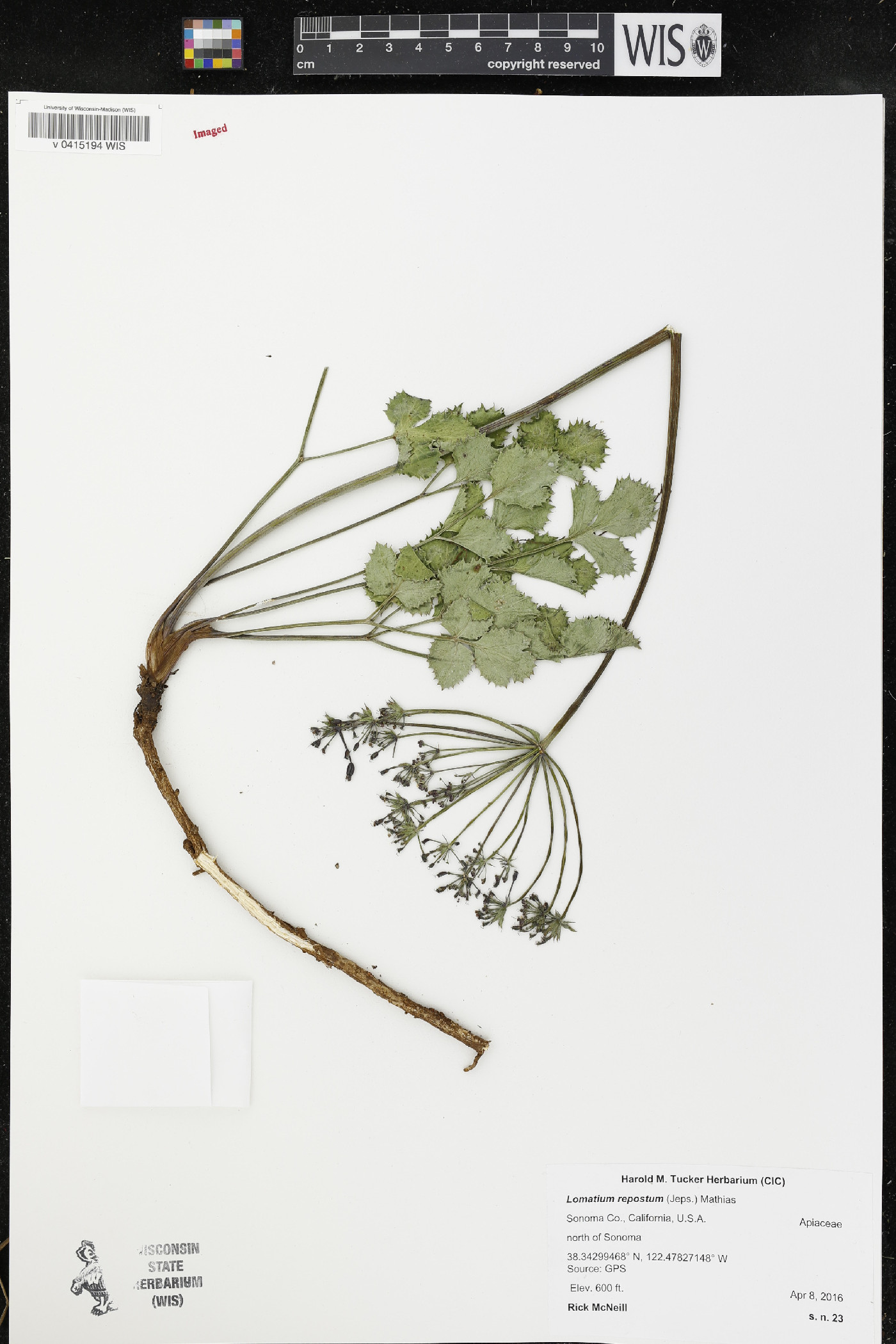 Lomatium repostum image