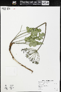 Lomatium repostum image