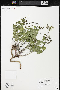 Lomatium repostum image