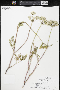 Lomatium vaginatum image