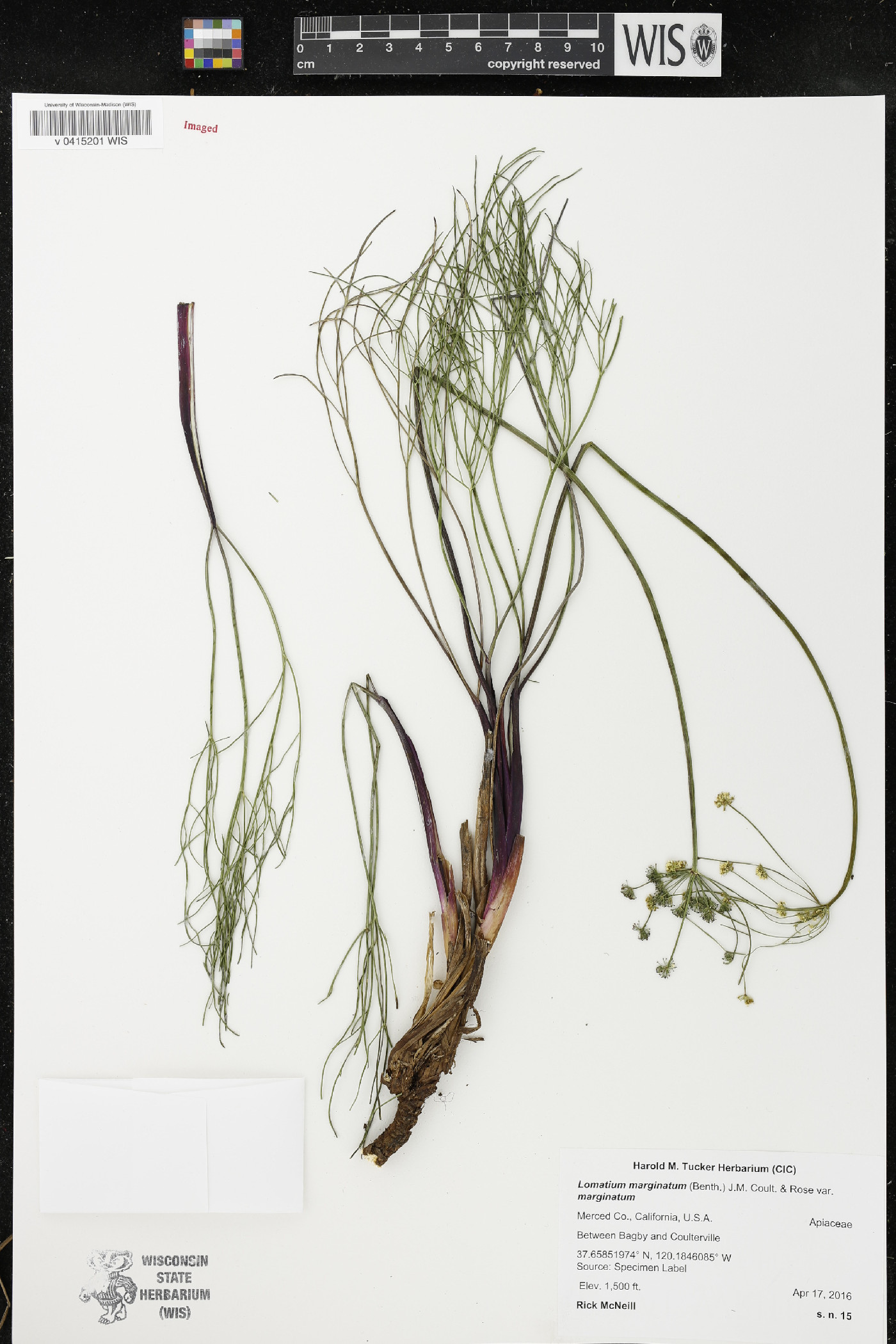 Lomatium marginatum image