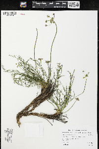 Lomatium torreyi image