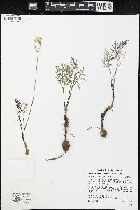 Lomatium geyeri image