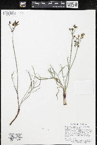 Lomatium simplex image