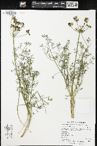 Lomatium papilioniferum image