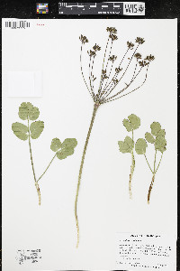 Lomatium nudicaule image