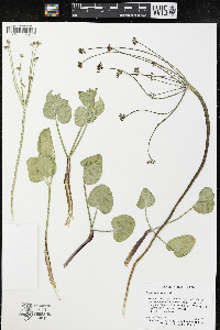 Lomatium nudicaule image