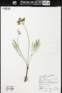 Lomatium simplex image