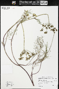 Lomatium utriculatum image