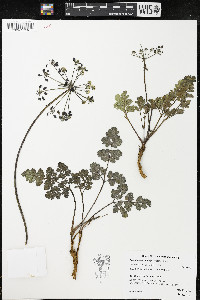 Lomatium howellii image