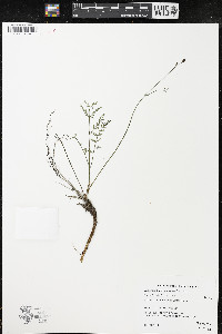 Lomatium tracyi image