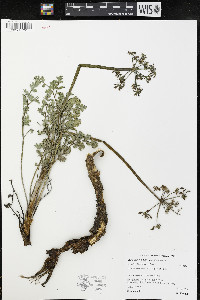 Lomatium rigidum image