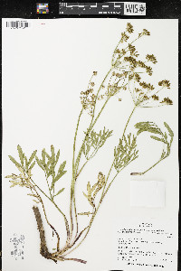 Lomatium triternatum var. anomalum image