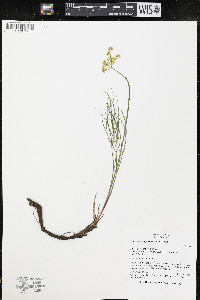 Lomatium simplex image