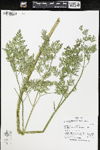 Lomatium dissectum image