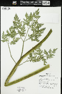 Lomatium dissectum image