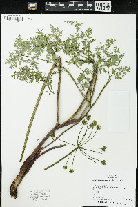 Lomatium dissectum image