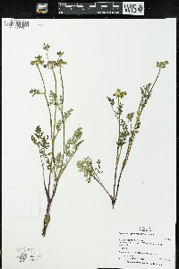 Lomatium vaginatum image