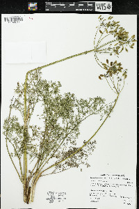 Lomatium grayi image