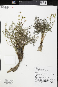 Lomatium grayi image