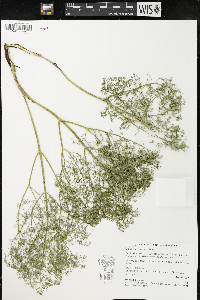 Lomatium grayi image