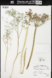 Lomatium grayi image