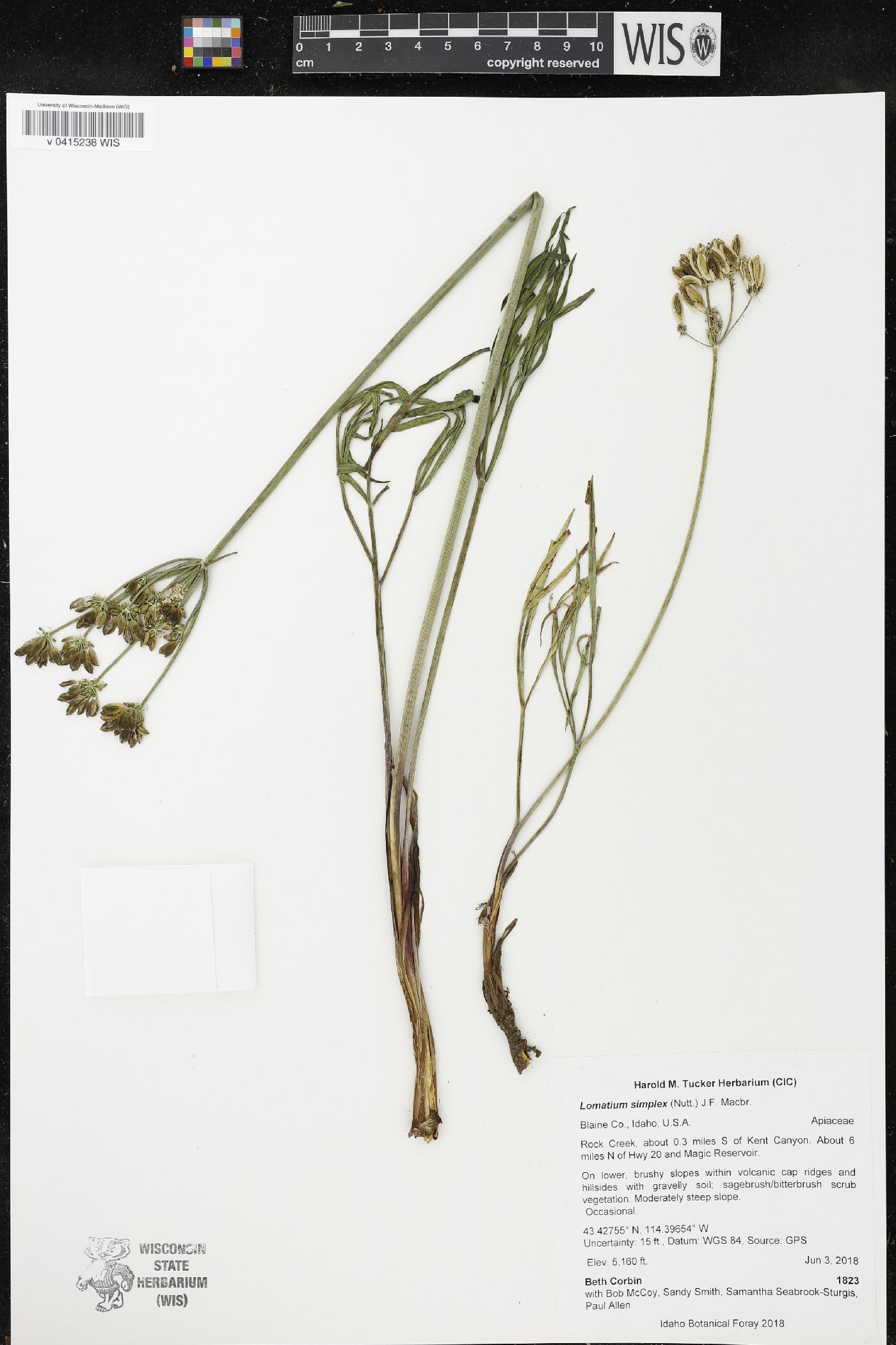 Lomatium simplex image