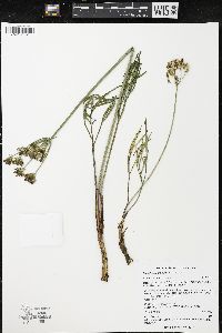 Lomatium simplex image