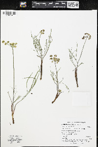 Lomatium simplex image