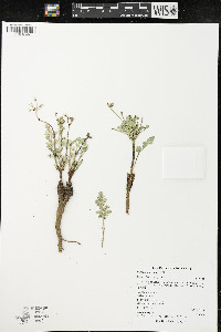 Cymopterus glaucus image