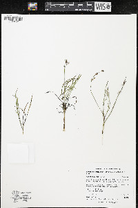 Lomatium bicolor image