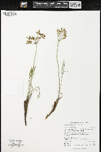 Lomatium simplex image