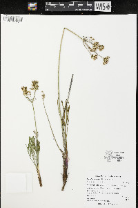 Lomatium simplex image