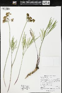 Lomatium simplex image