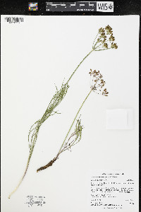 Lomatium simplex image