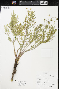 Lomatium triternatum var. anomalum image