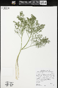 Lomatium papilioniferum image