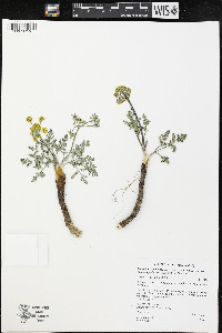 Lomatium foeniculaceum subsp. macdougalii image