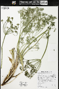 Lomatium papilioniferum image