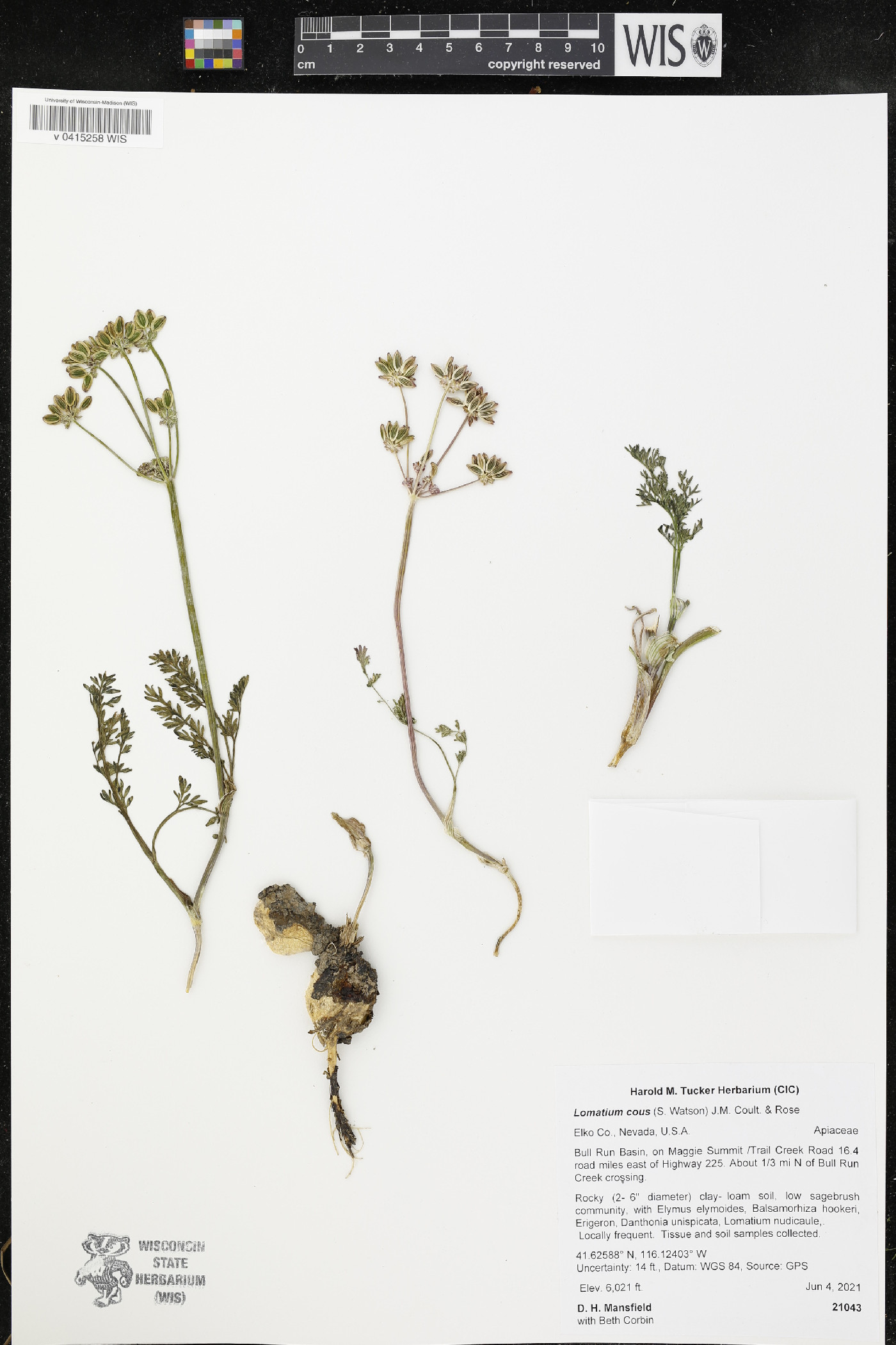 Lomatium cous image